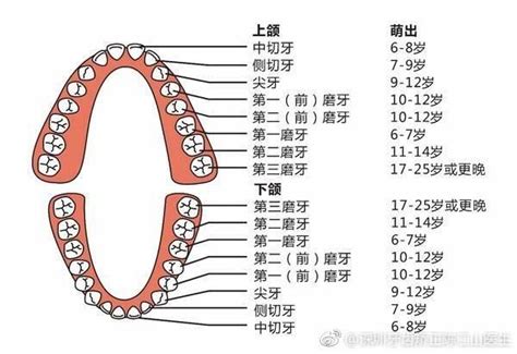 牙齒數量命運|人類牙齒